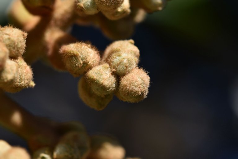 loquat hairy buds 9.jpg