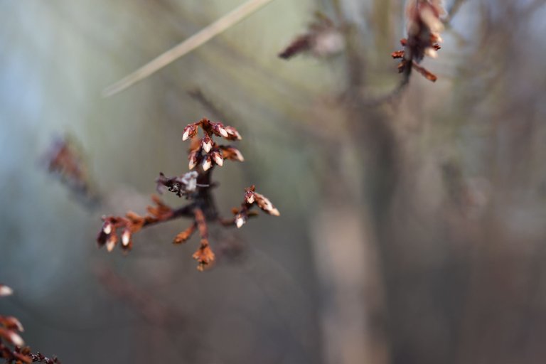 dry heather milk bokeh 4.jpg