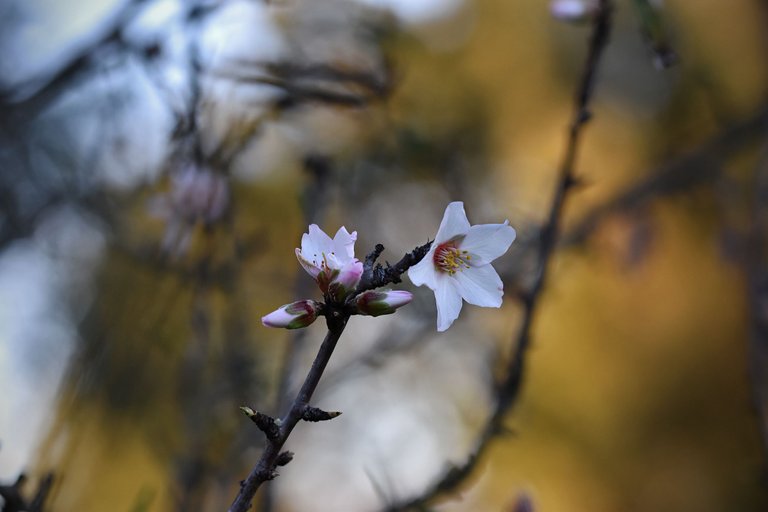 Almond blossom jan  6.jpg