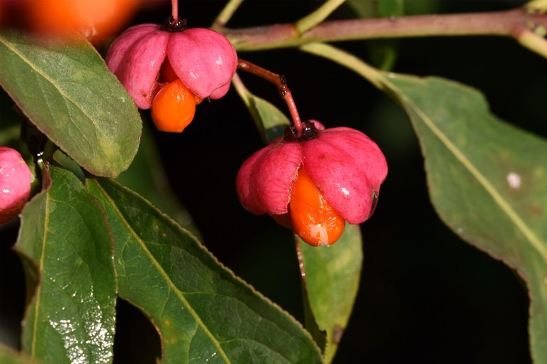 Euonymus europaeus trzemielina fruits pl 6.jpg
