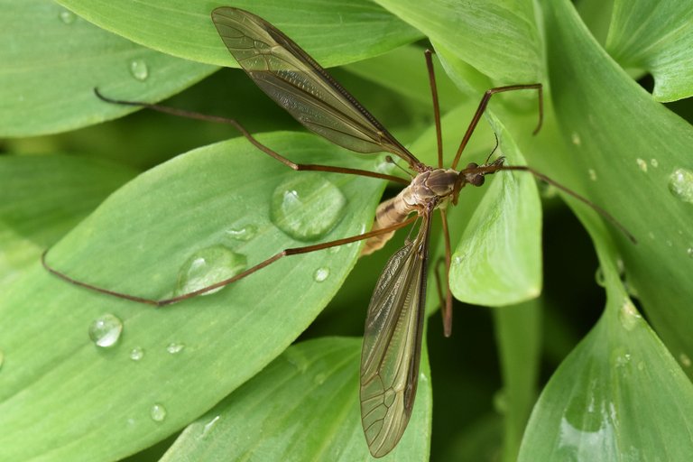 Crane fly 2.jpg