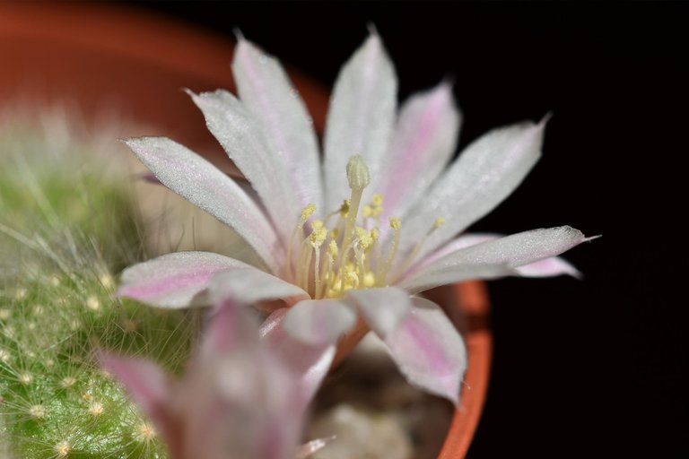 Rebutia Albiflora flower 2021 10.jpg
