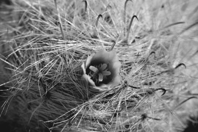 mammillaria glassii bw.jpg