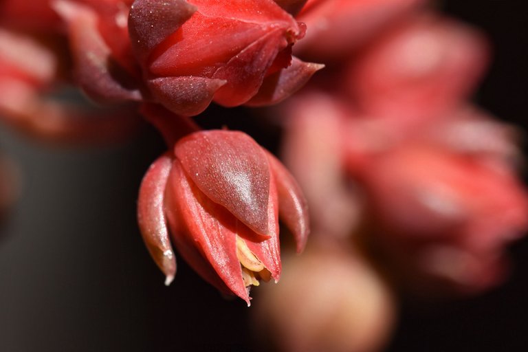 echeveria black prince flowers macro 5.jpg