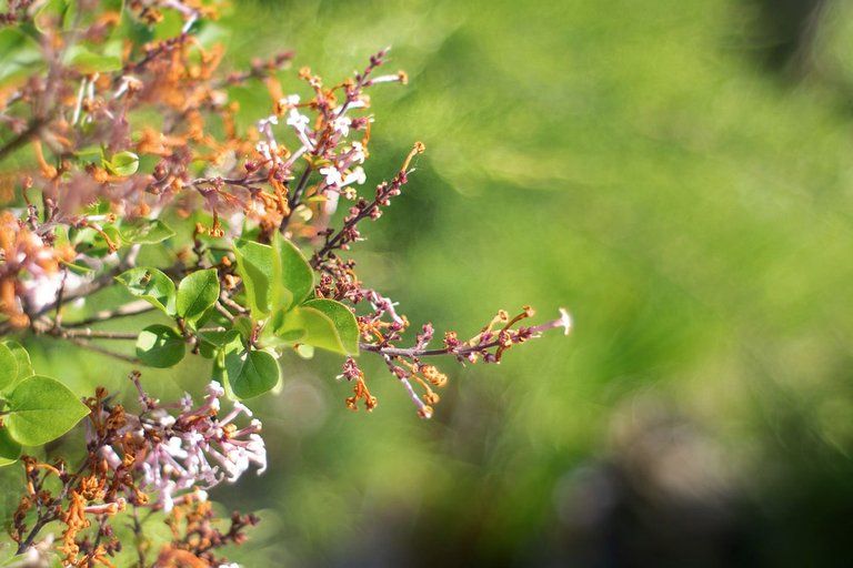 garden pl takumar bokeh 7.jpg