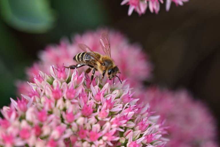 Sedum spectabile pl 1.jpg