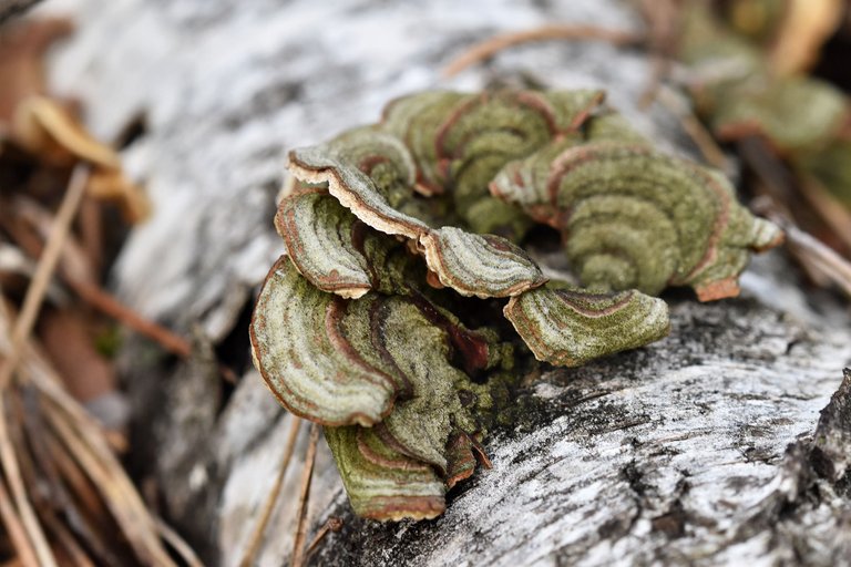 mushrooms birch pile 11.jpg