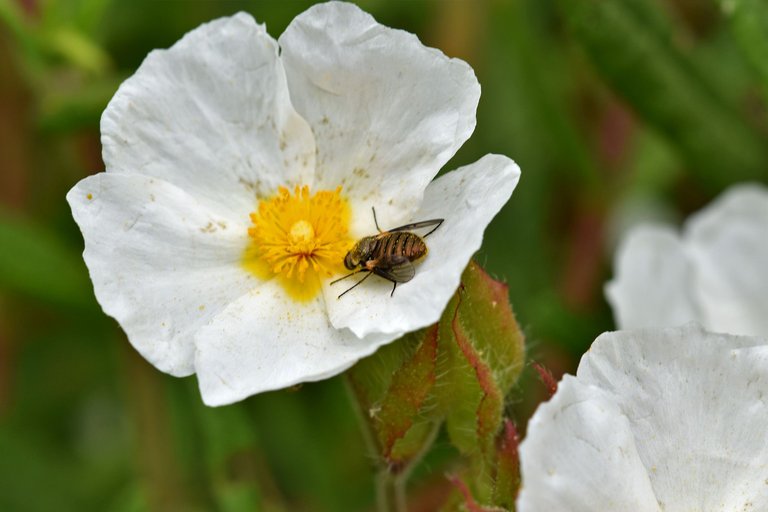 round brown fly cistus 6.jpg