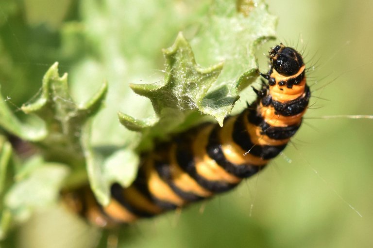 Cinnabar moth caterpillar 4.jpg