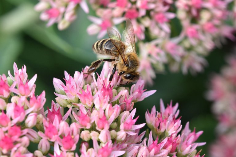 Sedum spectabile pl 2.jpg