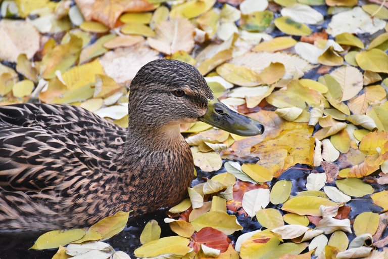 ducks fall pond pl 10.jpg