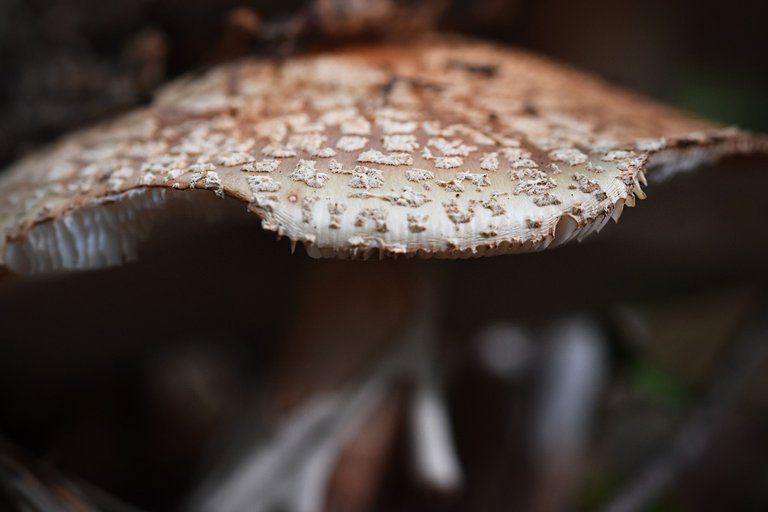 amanita mushrooms spots pl  6.jpg