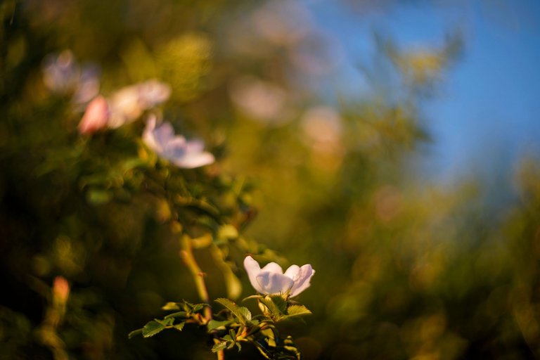 wild roses pl helios bokeh 5.jpg