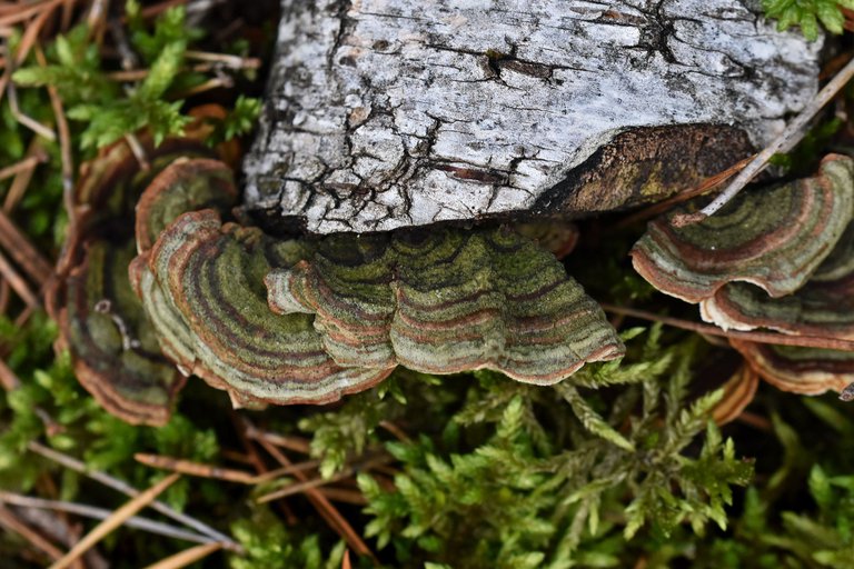 mushrooms birch pile 10.jpg