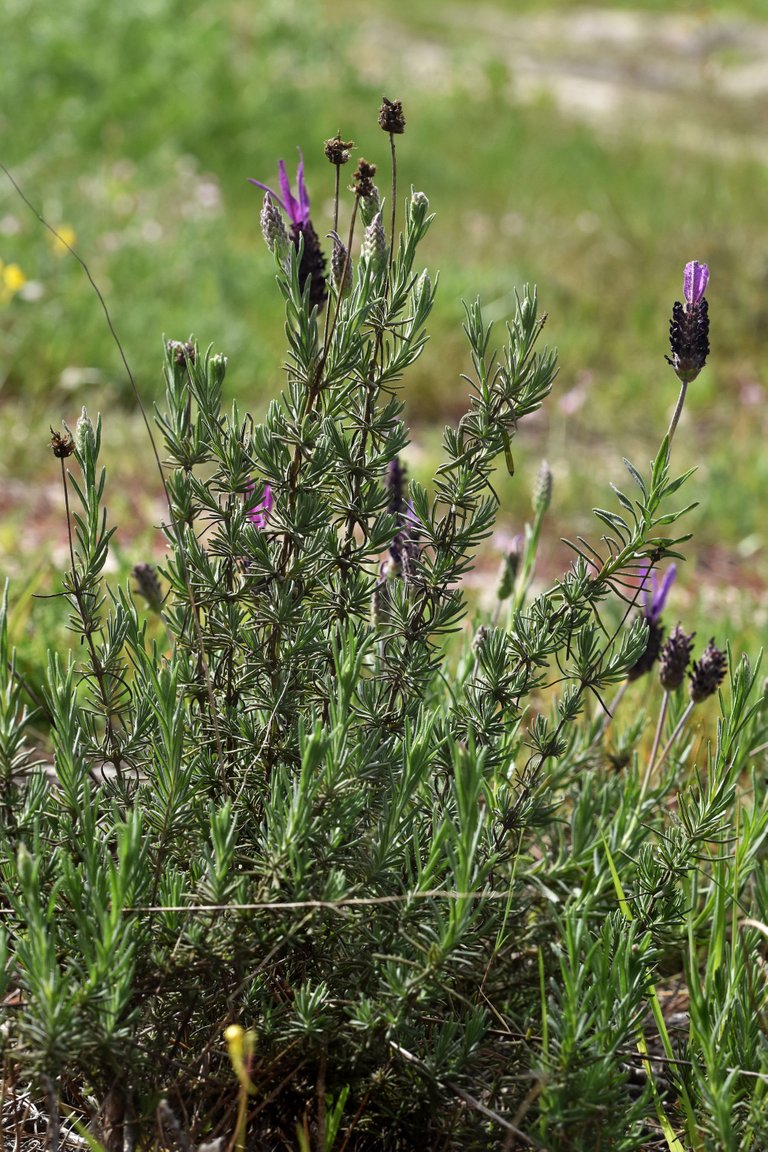 Lavandula pedunculata wild lavender 7.jpg