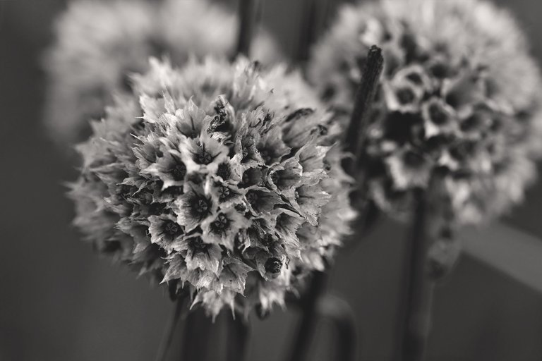 flower drystuff pl bw 1.jpg