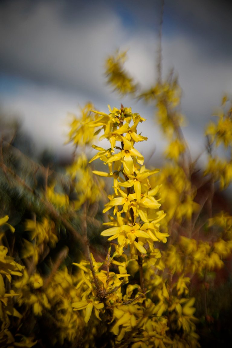 Forsycja biotar bokeh 3.jpg