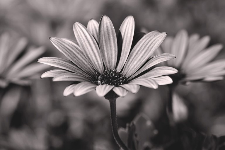 cape daisy bw 2.jpg