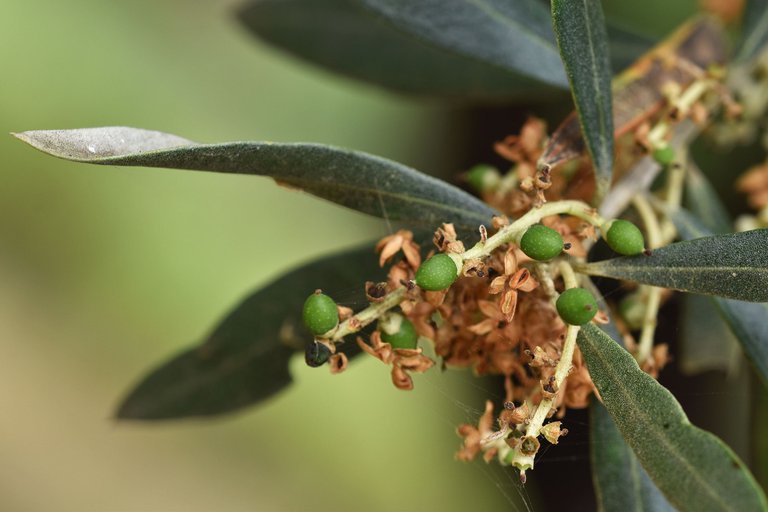 young olives 3.jpg