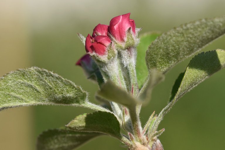 fruit tree blossoms 3.jpg