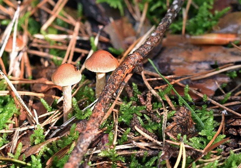 tiny myshrooms pl fly.jpg
