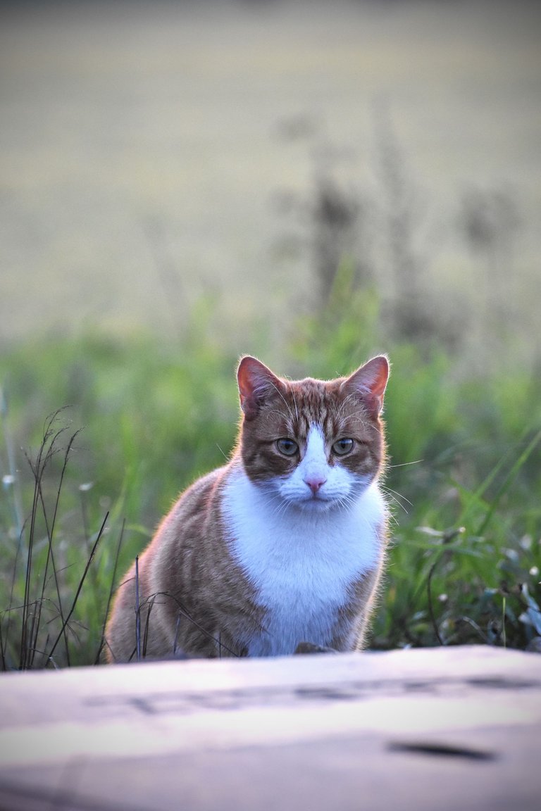 ginger cat tracks 9.jpg