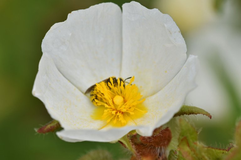 bee pollen cistus.jpg