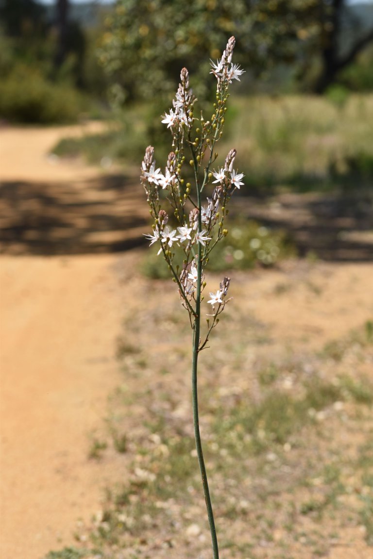 Asphodelus ramosus flowers 5.jpg