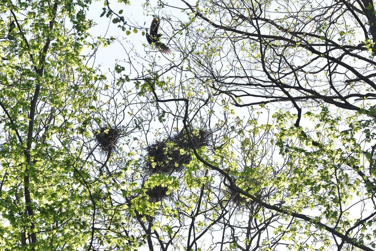 crow nests park 3.jpg