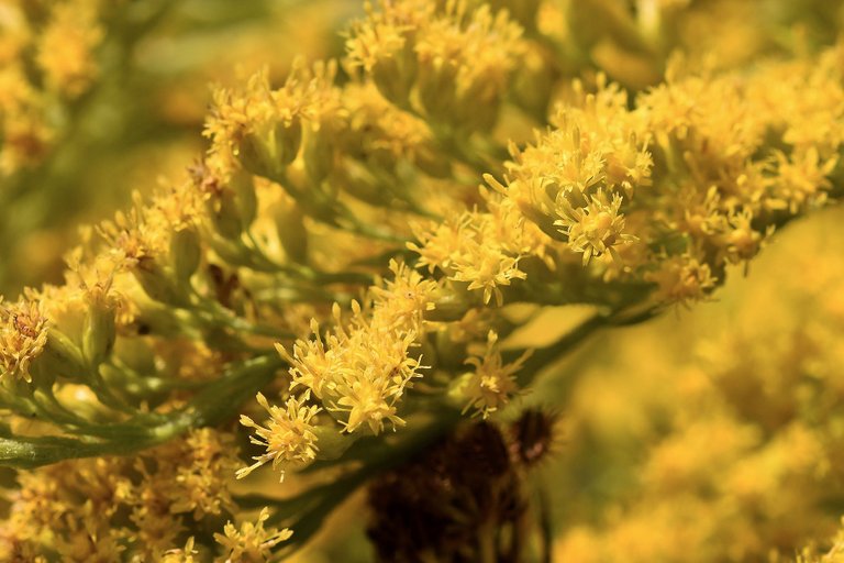 Solidago canadensis goldenrod wildflower pl 1.jpg