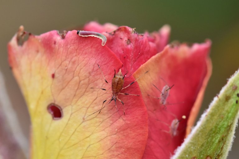 Aphid colony rose 7.jpg