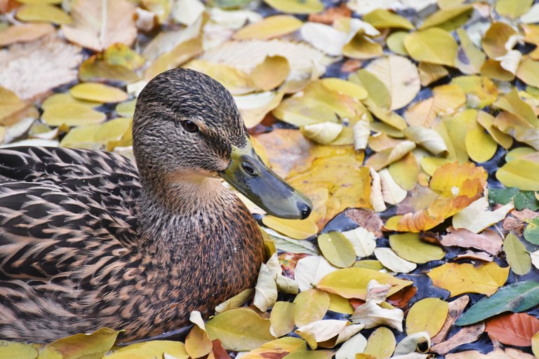 ducks fall pond pl 11.jpg