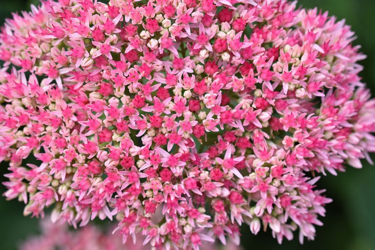 Sedum spectabile pl 5.jpg