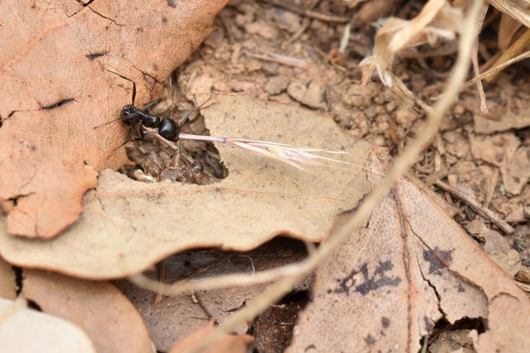 balck ants seeds 10.jpg