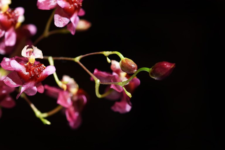 Oncidium Twinkle booms 2023 6.jpg