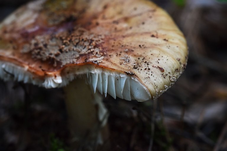 amanita mushrooms spots pl 1.jpg