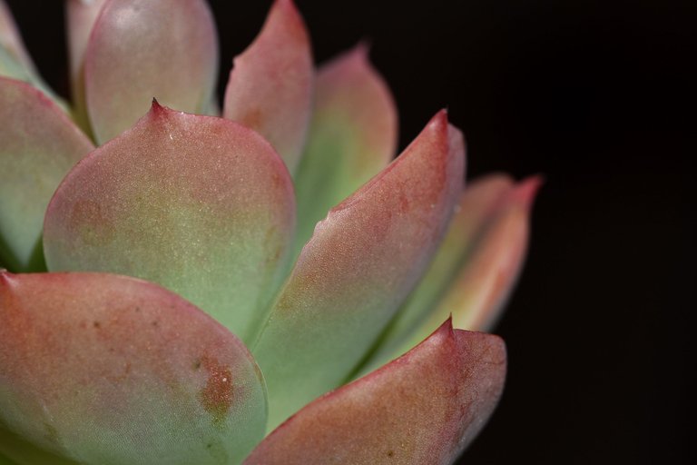 Echeveria Mandala flower 9.jpg