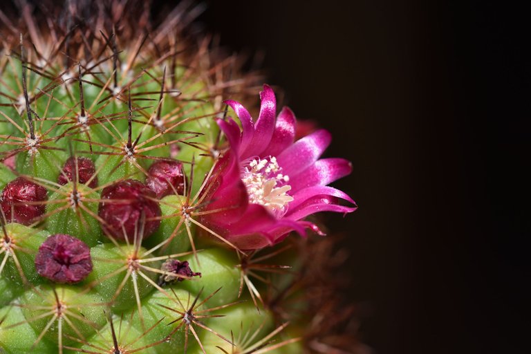 Mammillaria Backebergiana 2025 5.jpg