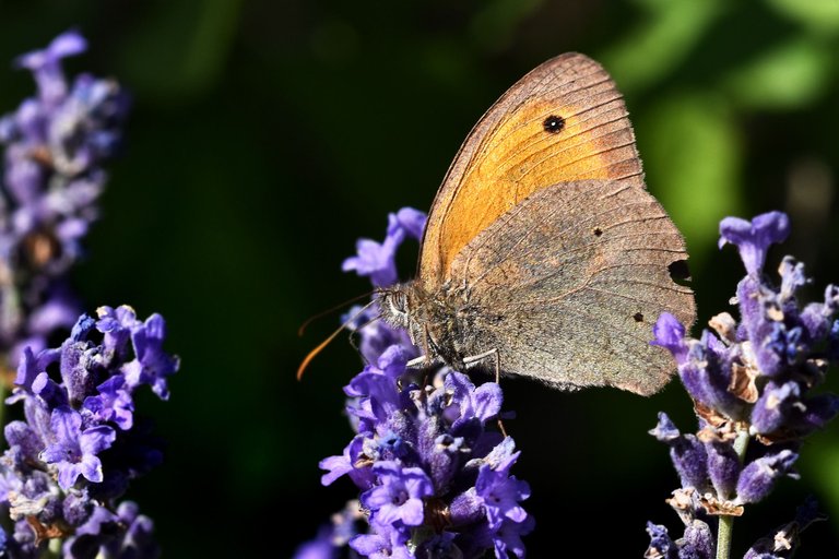 meadow brown butterfly lavender 3.jpg
