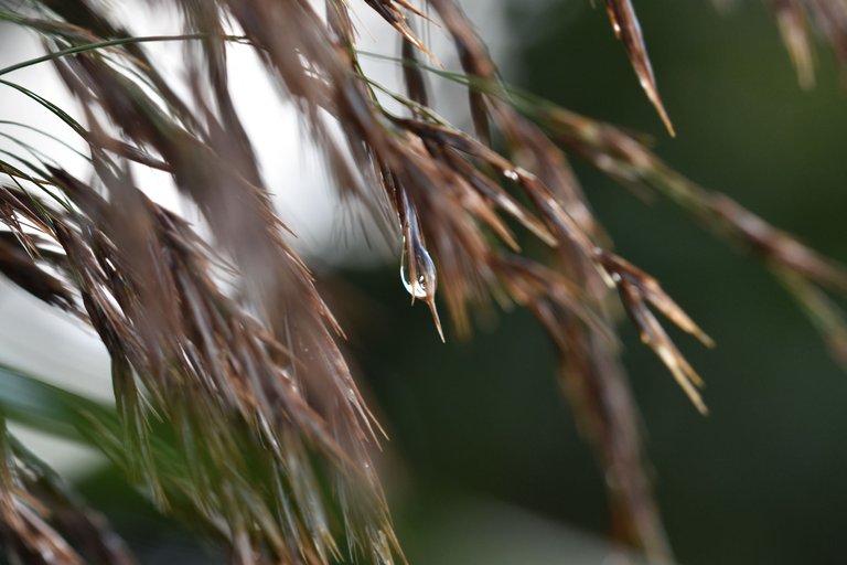 raindrops pl grasses 3.jpg