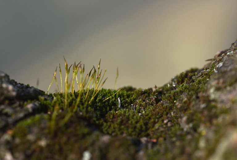 moss spored olive tree.jpg