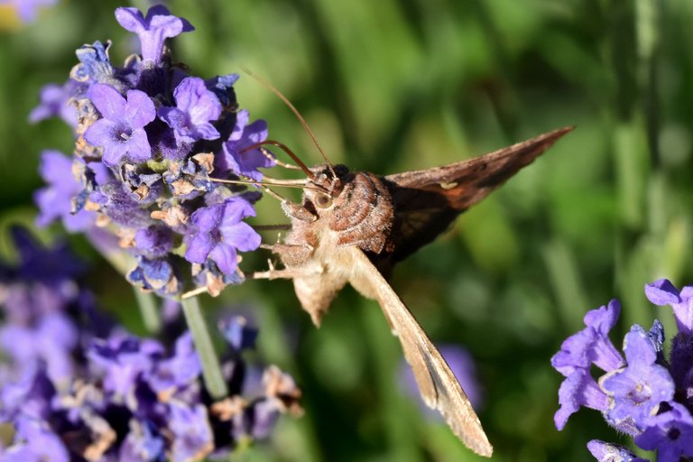 Silver Y moth lavender pl 7.jpg