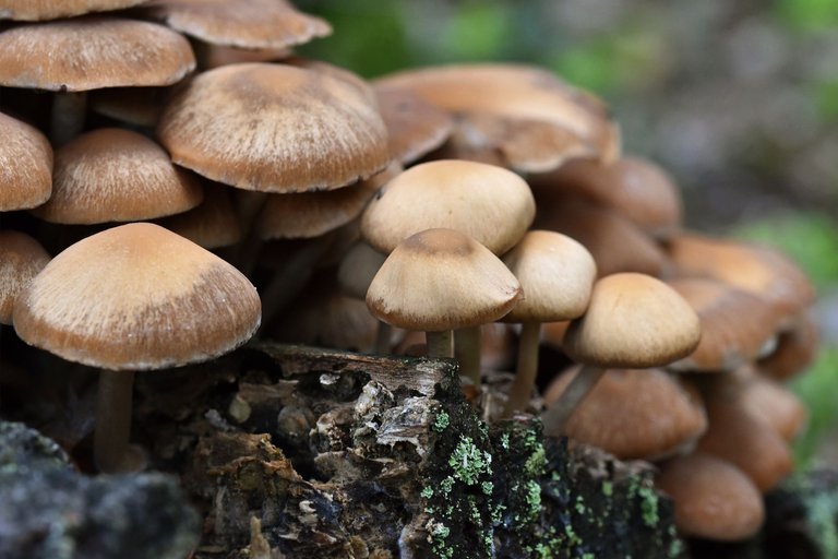 sulphur tuft brown mushrooms group pl 6.jpg