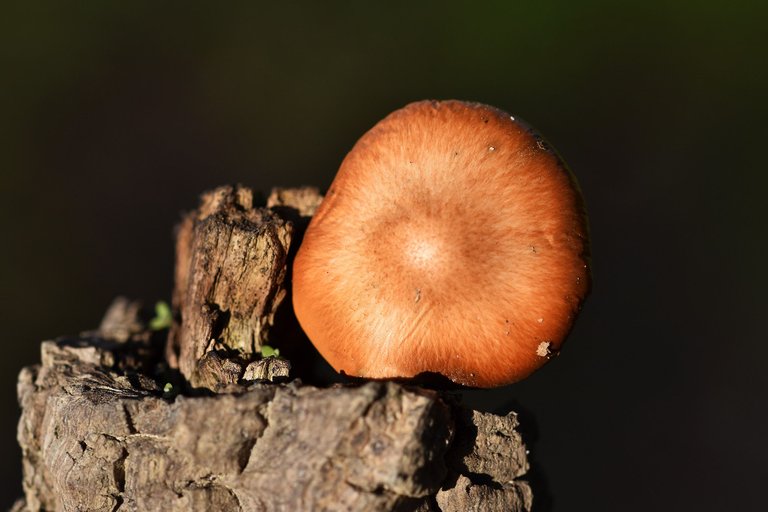 Orange mushroom cork tree 4.jpg