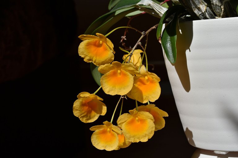 Dendrobium jenkinsii x aggregatum flower 2022 3.jpg