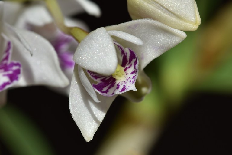 Dendrobium Kingianum var silcockii flowers 2.jpg