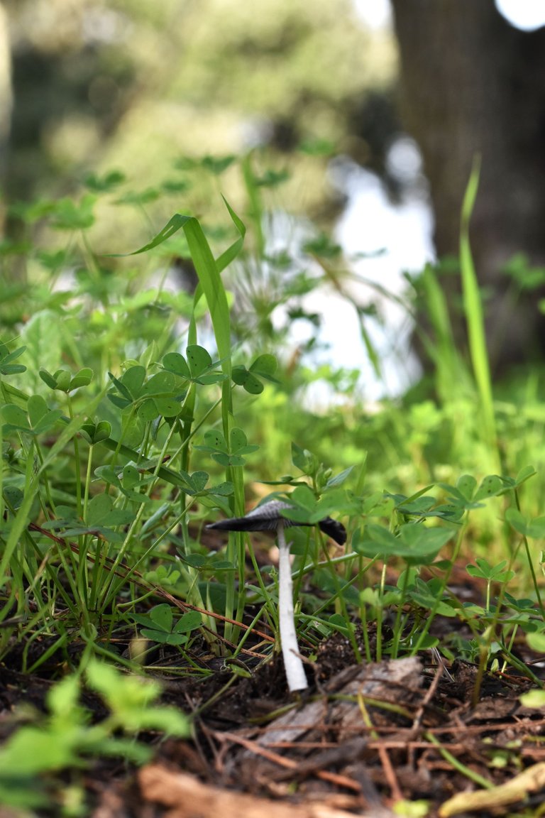 ink cap park 3.jpg