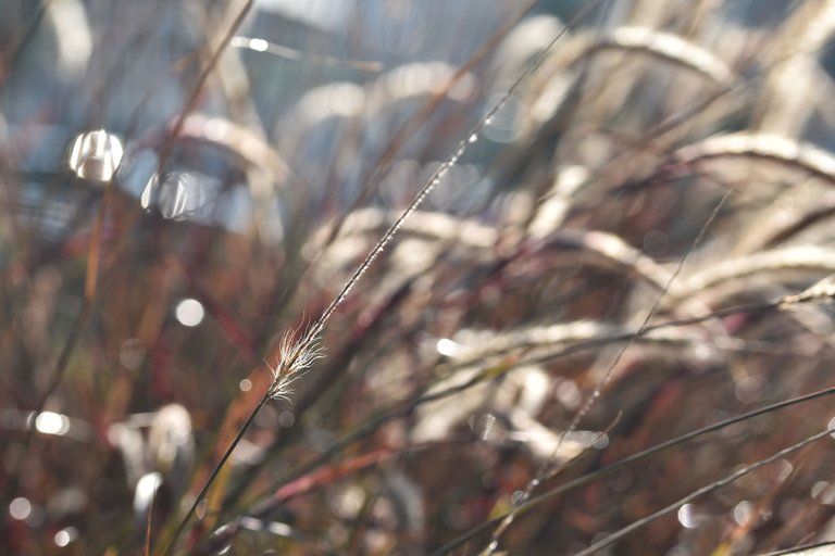 dry grass flower waterdrops 11.jpg