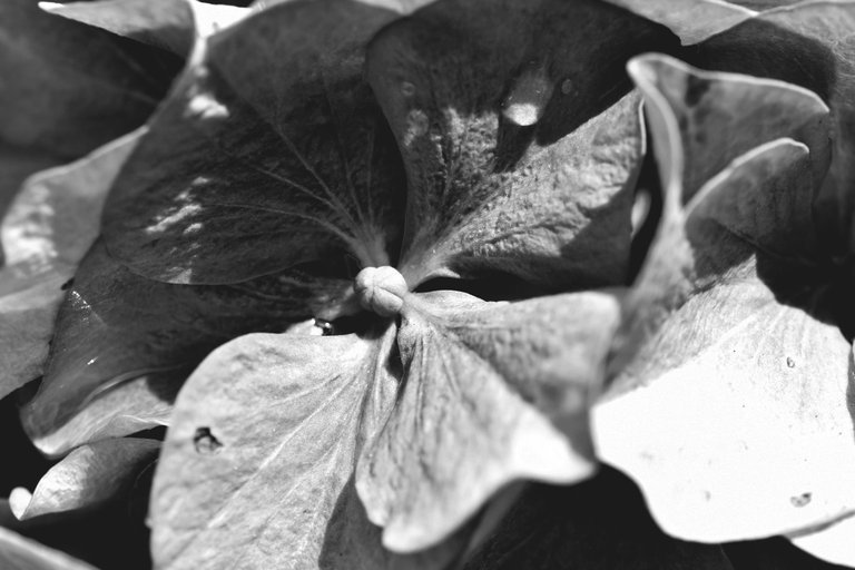 hydrangea bw 2.jpg