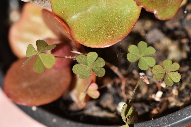 kalanchoe blossfeldiana 2023 12.jpg